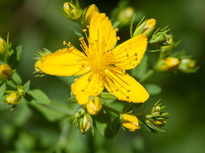 Hypericum_perforatum-11736359B1