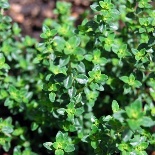 Thyme CT Linalool 沉香醇百里香 / Thymus vulgaris 蔡G麻的部落格 痞客邦