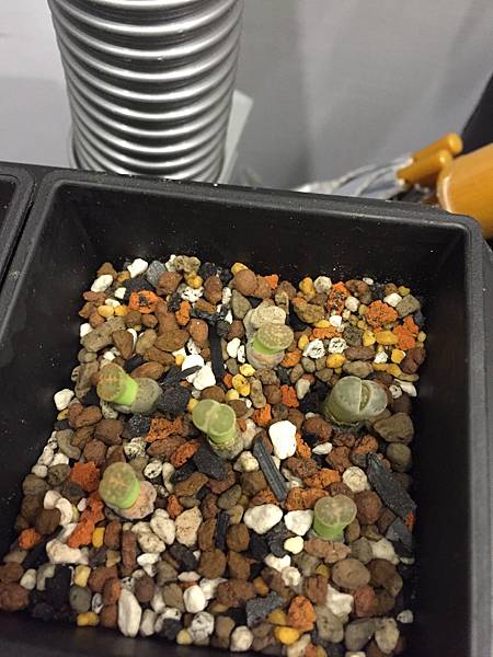 多肉植物 石頭玉 生石花 Lithops Pseudotruncatella Bgr N E B 蔡g麻的部落格 痞客邦