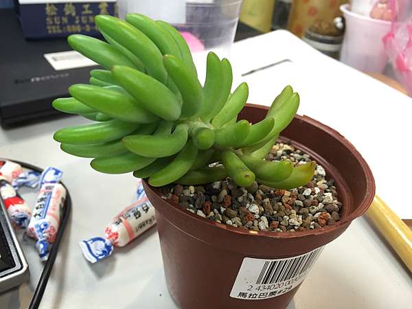 多肉植物 八千代sedum Pachyphyllum 蔡g麻的部落格 痞客邦 多肉植物 八千代sedum Pachyphyllum 蔡g麻的部落格 痞客邦