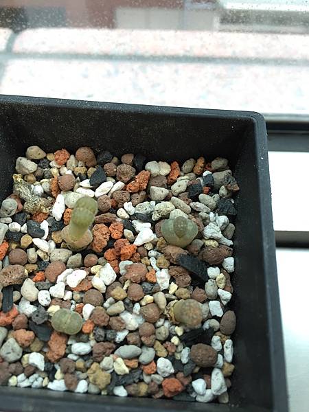 多肉植物 石頭玉 生石花 Lithops Pseudotruncatella Bgr N E B 蔡g麻的部落格 痞客邦