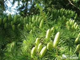 Cedarwood Virginia 維吉尼亞雪松 Juniperus Virginiana L 蔡g麻的部落格 痞客邦