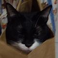 紙袋貓..2