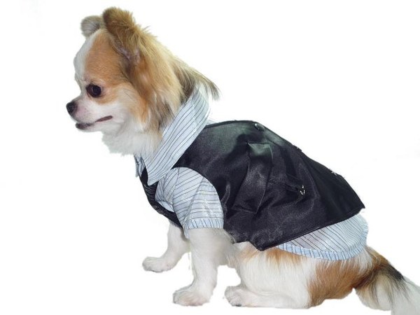 敗犬女王寵物手工衣精品館 狗狗西裝量身訂作 韓式面白接黑色線條西裝 任何犬種皆可批發 客制化 狗狗西裝量身訂作 黑色西裝背心 可搭配襯衫 任何犬種皆可訂作 Jpg Vivi6703 的相簿 敗犬女王寵物手工衣精品館 狗狗西裝量身訂作 韓式面白接黑色線條西裝 任何犬種皆可批發 客制化 狗狗西裝量身訂作 黑色西裝背心 可搭配襯衫 任何犬種皆可訂作 Jpg Vivi6703 的相簿