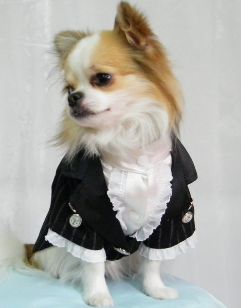 敗犬女王寵物手工衣精品館 狗狗西裝量身訂作 韓式面白接黑色線條西裝 任何犬種皆可批發 客制化 狗狗西裝量身訂作 韓式金色立領黑色條紋無袖西裝 任何 犬種 Jpg Vivi6703 的相簿 敗犬女王寵物手工衣精品館 狗狗西裝量身訂作 韓式面白接黑色線條西裝 任何犬種皆可批發 客制化 狗狗西裝量身訂作 韓式金色立領黑色條紋無袖西裝 任何 犬種 Jpg Vivi6703 的相簿