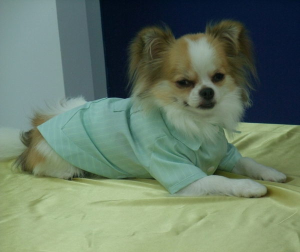 敗犬女王寵物手工衣精品館 狗狗西裝量身訂作 韓式面白接黑色線條西裝 任何犬種皆可批發 客制化 狗狗襯衫量身訂作 淡綠色直條襯衫 任何犬種皆可訂作 Jpg Vivi6703 的相簿