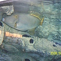 2008221拍攝於澎湖水族館_004.jpg