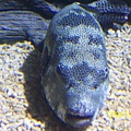 2008221拍攝於澎湖水族館_005.jpg