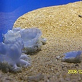 2008221拍攝於澎湖水族館_010.jpg