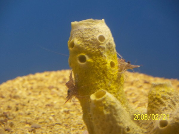 2008221拍攝於澎湖水族館_014.jpg