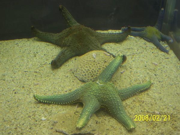 2008221拍攝於澎湖水族館_024.jpg