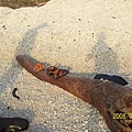 20080527沙灘影子鞋子與枯木貝殼(拍攝於菓葉)01.jpg
