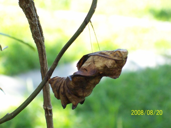 20080820拍攝於花蓮亞泥蝴蝶生態園區04(黃裳鳳蝶蛹).jpg