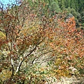 20091104杉林溪隨拍019.jpg