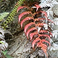 20091104杉林溪隨拍018.jpg