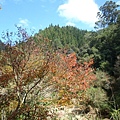 20091104杉林溪隨拍020.jpg