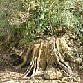 20091104杉林溪隨拍021.jpg