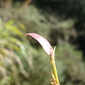 20091104杉林溪隨拍022.jpg