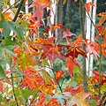 20091104杉林溪隨拍024.jpg