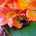 20091104杉林溪拈花惹草03.jpg