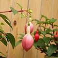 20091104杉林溪拈花惹草02.jpg