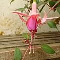 20091104杉林溪拈花惹草04.jpg