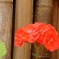 20091104杉林溪拈花惹草05.jpg