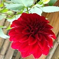 20091104杉林溪拈花惹草07.jpg