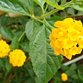20091104杉林溪拈花惹草06.jpg