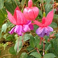 20091104杉林溪拈花惹草09.jpg