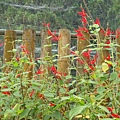 20091104杉林溪拈花惹草08.jpg