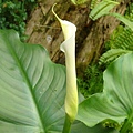 20091104杉林溪拈花惹草010.jpg
