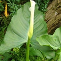 20091104杉林溪拈花惹草011.jpg