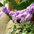 20091104杉林溪拈花惹草013.jpg
