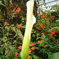 20091104杉林溪拈花惹草012.jpg
