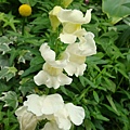 20091104杉林溪拈花惹草015.jpg