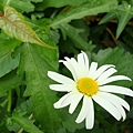 20091104杉林溪拈花惹草016.jpg