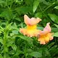 20091104杉林溪拈花惹草017.jpg