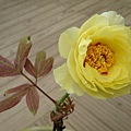 20091104杉林溪拈花惹草019.jpg