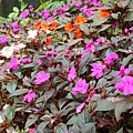 20091104杉林溪拈花惹草018.jpg