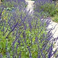 20091104杉林溪拈花惹草022.jpg