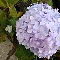 20091104杉林溪拈花惹草021.jpg