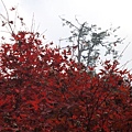 20091104杉林溪拈花惹草025.jpg