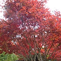 20091104杉林溪拈花惹草026.jpg