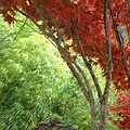 20091104杉林溪拈花惹草028.jpg