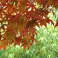 20091104杉林溪拈花惹草027.jpg