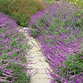 20091104杉林溪拈花惹草030.jpg