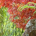 20091104杉林溪拈花惹草029.jpg