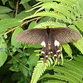 20091104杉林溪偶見鳳蝶01.jpg