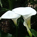 20091104下杉林溪遇見海芋01.jpg